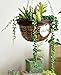 Ahvoler Artificial Succulent Plants, String of Pearls, 28