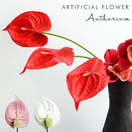 アンスリューム ピンク アンスリウム ピンク 品種