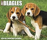 Just Beagles 2020 Box Calendar (Dog Breed Calendar) by 
