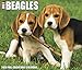 Just Beagles 2020 Box Calendar (Dog Breed Calendar) by 