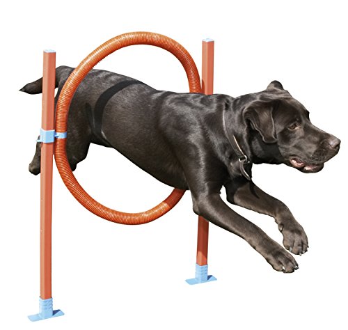 Agility Hoop Jump - Dog play & exercise toy