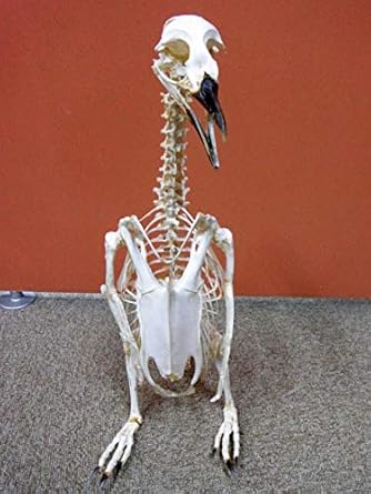 Amazon Co Jp マゼランペンギン 全身骨格標本 C ホビー 通販