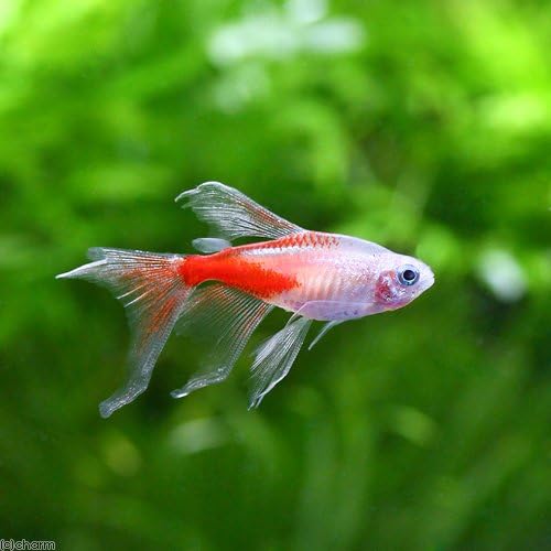熱帯魚 ロングフィン ニューレッドゴールデン ネオンテトラ １匹 北海道航空便要保温 Charm チャーム 水槽 アクアリウム 通販 Amazon