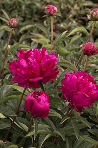 General MacMahon Peony - Peonies - 3-5 Eyes - Established Perennial - Each 1 Gal by Growers Solution