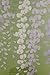 Made in Japan Noren Curtain Tapestry Fuji Wisteria green 85 x 150cm by Narumi