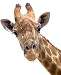 Wallmonkeys Giraffe Closeup Peel and Stick Wall Decals WM10555 (18 in H x 15 in W)