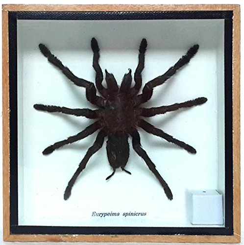 Tarantula Taxidermy Mounted Eurypeima Entomology
