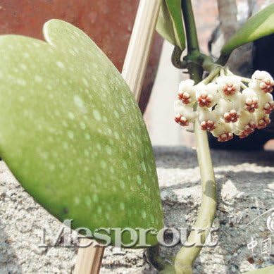 100 Seeds Hoya kerrii Seed Hoya kerrii Family Bonsai Gardening Supplies 37 #32680226923ST