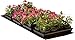 Hydrofarm MTMDU Heat Mat, 60x21, Black