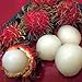 Melissa's Fresh Rambutans (2 lb)