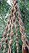 6 Legs Macrame Natural Jute and Cotton Plant Hanger & Holder and Metal Ring, 51-inches Length (Without The White Pot and Plant) (Jute) (Brown-Jute)