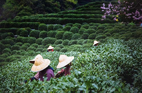 Bai Mu Dan: WeiÃer Bio Tee aus China | Hochwertiger chinesischer WeiÃer Bio Tee | Premium China Tee (Bio) aus Fuding, Fujian (50g) – Bild 4