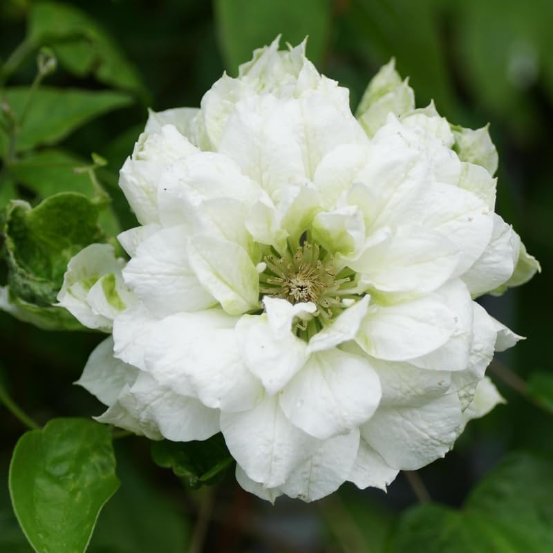 HILROQG Clematis Vine Plant - Double White Flowers - Live Perennial Climbing Plant in 2.5 Inch Pot for Outdoor Garden