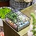 NCYP Small Glass Jewelry Trinket Storage Organizer Box with Lid for Home Decor, 4.1x5.1x3.9 Inches Vintage Black Geometric Clear Terrarium, Indoor Succulent Planter Display (NO Plants)
