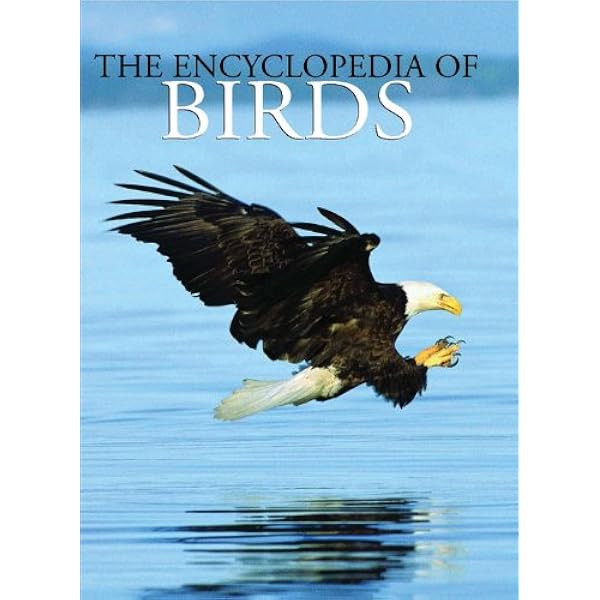 Amazon.com: Jeffrey Whiting's Owls of North America (Whiting's