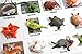 Montessori Pet Animal Match - Miniature Pet Animal Toy Figurines with Matching Cards - 2 Part Cards. Montessori Learning Toy, Language Materials Busy Bag Activity