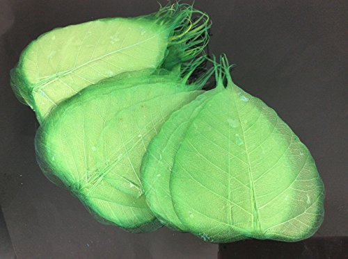 Dark Green 5 Inch Skeleton Leaves 100 pcs Sacred Fig Ficus Religiosa Flower Making Floral Scrapbook Craft Wedding Card