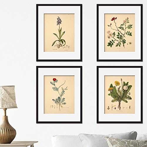 Vintage English Wildflower Set of 4 Prints Unframed Floral Wall Home Decor Art