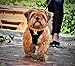 EcoBark Dog Harness - Eco-Friendly Max Comfort Harnesses - Luxurious Soft Mesh Halter - Over The Head Harness Vest- No Pull and No Choke for Medium and Large Breed Dogs (Black, XL)