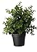 Ikea Artificial Potted Plant, Jade, 9.5 Inch