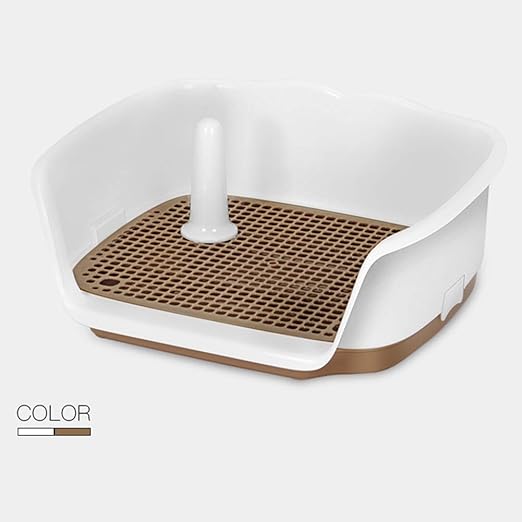 small desert tortoise