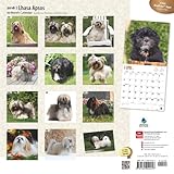 Image de Lhasa Apsos 2016 Square 12x12 (Multilingual Edition)