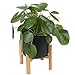 Costa Farms Chinese Money Plant, Pilea Peperomioides, Sharing Indoor Plant, Mid Century Planter and Plant Stand, Black, 14-Inches Tallthumb 1