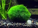 2 Giant Marimo Moss Balls (1.5-2.5 inches, 8-15 Years Old!) - Over 5X AS Large AS Nano MARIMO! - Great for Fish, Shrimp, and Snails! by Aquatic Arts