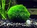 2 Giant Marimo Moss Balls (1.5-2.5 inches, 8-15 Years Old!) - Over 5X AS Large AS Nano MARIMO! - Great for Fish, Shrimp, and Snails! by Aquatic Arts