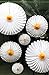6-Piece Daisy Flower Theme Decorations Tissue Paper Fan Party Supplies Perfect for Classroom Baby Shower Wedding Birthday Backdrop Garland (Two 24 inch, Two 16 inch, Two 9.5 inch.)