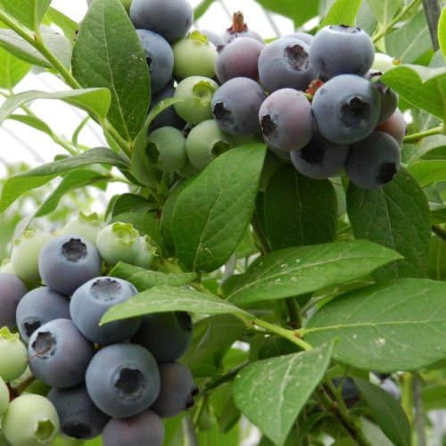 30pcs Dwarf Highbush Blueberry Vaccinium Seeds Shrub Fruit Plant Seed For Home