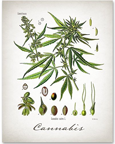 Cannabis - 11x14 unframed art print