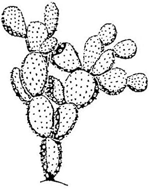 Prickly Pear, Med.