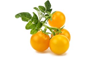 CLICK AND GROW Click & Grow SGR57x3 3 pc(s) Cherry Tomato Starter kit