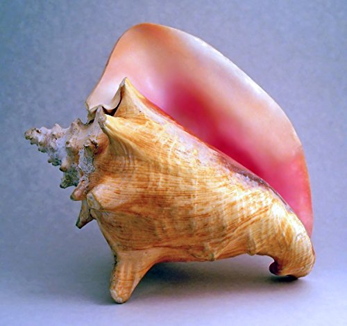 Bahama Conch Seashell