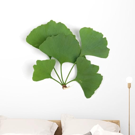 Amazon.com: Wallmonkeys Ginkgo Leaf Wall Decal Peel and Stick Graphic