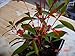 Hummingbird Scarlet Firebush