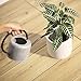 Layboo Retro Style Gorgeous Long Spout/Iron Watering Can Gardening Tool 1.7 L (Old zinc Color)