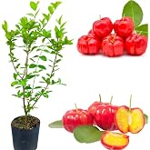 Dwarf Barbados Cherry Tree Plant Red Cherry Tree Acerola Cherrys Shrub Sweet Fruit Trees 8 Inch Tall