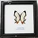 FRAMED REAL BEAUTIFUL THE COMMON MAP BUTTERFLY DISPLAY INSECT TAXIDERMY 5