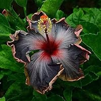 8QzJs1Tg 20Pcs Exotic Hibiscus Seeds Gardening Tropical Giant Flower Home Garden Plant - Hibiscus Seeds