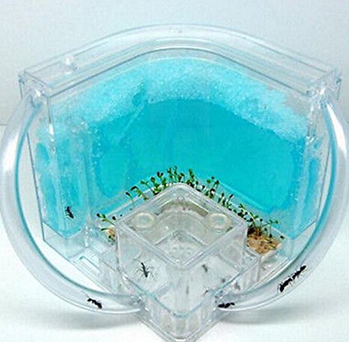FD3400 Student Science Magnifier Ant Farm Maze Gel Watch Live Ant Habitat Colon
