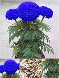 200Pcs Rare Blue Marigold Maidenhair Seeds Home Garden Edible Flower Plant BD77