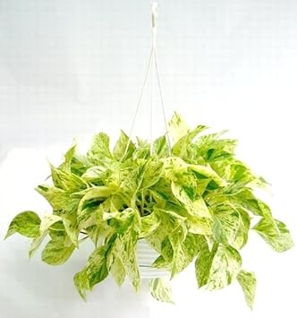 Amazon ポトス マーブルクイーン６寸吊 吉見農園観葉 人工観葉植物