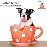 Boston Terrier 18 Month 2016 Wall Calendar