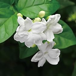 Aromatics International Jasmine Absolute Sambac
