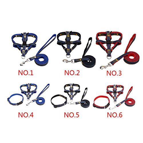 Collier Et Harnais Pour Petits Chiens Comment Bien Choisir