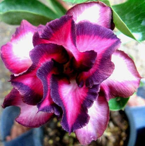 Green Seeds Co. quot; Violetcity & quot; Plantas de Adenium Obesum ...