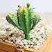 Dutch Brook 5Pcs Different Succulents Artificial Cactus Plants for Office Home Garden Decor (Sent Randomly)