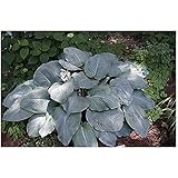 3 Hosta Blue Mammoth Plants ex 2 Litre pots